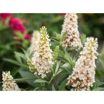 Buddleia davidii 'Butterfly Candy Little White' - Nyáriorgona alacsony K2 15+