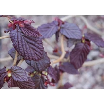 Corylus avellana 'Red Majestic' - Csavartvesszejű vérmogyoró K4,5 20-40