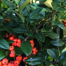Pyracantha 'Mohave' - Tűztövis sötét narancs K2L 60/80