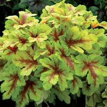 Heucherella  Mojito Cs14