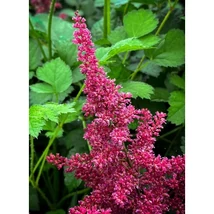 Astilbe 'Montgomery' – Tollbuga Cs19