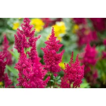 Astilbe x japonica 'Montgomery' - Kerti Tollbuga Cs17