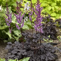 Astilbe 'Dark Side of the Moon' – Kerti tollbuga