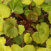 Saxifraga stolonifera Harvest Moon Cs15