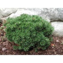 Pinus mugo 'Mops' - Havasi törpefenyő K7,5 30/40