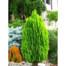 Thuja orientalis ‘Morgan’ – Morgan keleti tuja K2 30/40