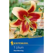 Kiepenkerl Red Morning Liliom 1db