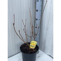 Azalea x knaphill 'Schneegold' - Azálea K23l 60cm