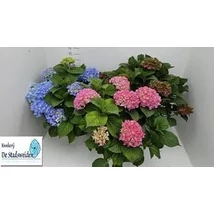 Hydrangea macrophylla 29l 58cm - Kerti hortenzia