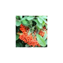 Pyracantha 'Mohave' - Tűztövis sötét narancs többtörzses K45 125/150