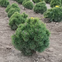 Pinus mugo 'Mops' - Havasi törpefenyő 20-40 K2