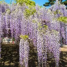 Wisteria floribunda Naga Noda - Japán lilaakác P15