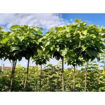 Catalpa bungei - Szivarfa standard C40 10/12