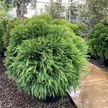 Cryptomeria japonica 'Globosa Nana' - Gömb japánciprus/szugifenyő 1/2 Standard C15