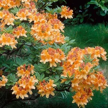 Azalea Knapphill K4 50 