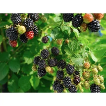 Rubus fruticosus 'Navaho' - Fekete szeder bőtermő aromás K2 40/50