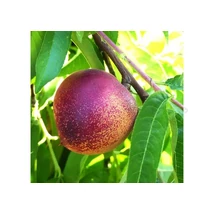 Prunus persica Snow Queen - Nektarin  K10