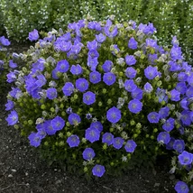 Campanula - Harangvirág  CS10,5