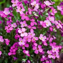 Aubrieta x cultorum Florado Neon Pink Pázsitviola Cs17