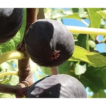 Ficus carica Brogiotto Nero - Füge törzses K5