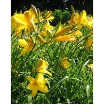 Hemerocallis  Maikönigin- Sásliliom K2l