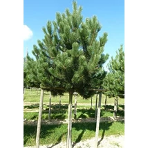Pinus nigra var. austriaca – Osztrák feketefenyő Drótlabdás 200/250