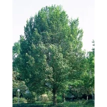 Populus nigra Italica Fekete nyár K20 10/12