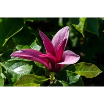 Magnolia liliiflora ‘Nigra’ – Bíbor liliomfa K10 