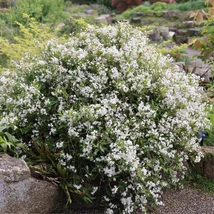 Deutzia gracilis 'Nikko' – Törpe gyöngyvirágcserje 20/40