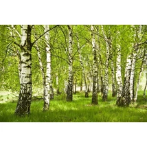 Betula pendula - Közönséges nyírfa K30 200 