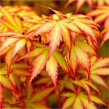 Acer palmatum- Japán juhar  150/175