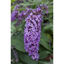 Buddleia 'Dreaming Lavander' MT - Nyáriorgona lila törzses K5 T50