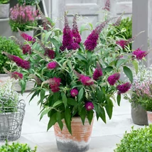 Buddleia davidii 'Nanho Red'  Nyáriorgona  alacsony K3