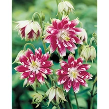 Aquilegia vulgaris Black Barlow' - Teltvirágú harangláb Cs9
