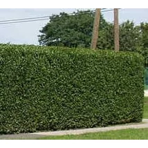 Ligustrum ovalifolium - Széleslevelű télizöld fagyal EXTRA 125/150 FL