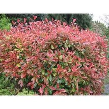 Photinia x fraseri 'Little Red Robin' - Vörös korallberkenye 1/2 standard C12