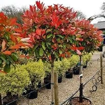 Photinia x fraseri 'Red Robin' - Vörös korallberkenye 40cm 17l