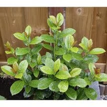 Prunus laurocerasus 'Antonius' - Babérmeggy 60/80 