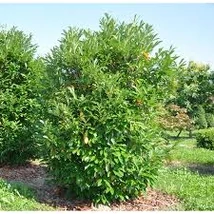 Prunus laurocerasus 'Caucasia' - Kaukázusi babérmeggy 17l 70cm
