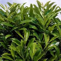 Prunus laurocerasus 'Fontanette' - Oszlopos babérmeggy K7,5 80/100