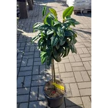 Prunus laurocerasus 'Novita' - Örökzöld 1/4 törzses babérmeggy K7-10