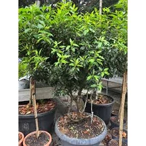 Prunus lusitanica 'Brenelia' – Portugál babérmeggy többtörzses 65 H. 120/130