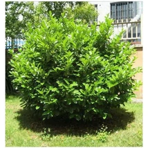 Prunus laurocerasus 'Novita' - Örökzöld babérmeggy P24 95 cm