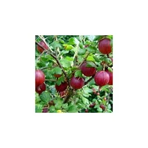 Ribes uva-crispa 'Piros ízletes' MT - Egres piros magastörzsű