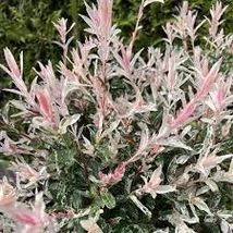 Salix in. flamingo - Tarkalevelű japánfűz 65cm