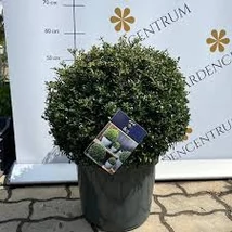 Ilex crenata 'Green Glory' – Csipkéslevelű magyal