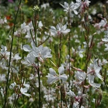 Gaura lindheimeri ‘Corrie’s Gold’ – tarkalevelű díszgyertya Cs14