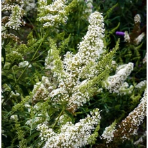 Buddleia davidii 'Nanho White' - Nyáriorgona fehér alacsony