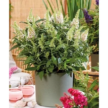 Buddleia 'Dreaming White' Törpe Nyáriorgonafehér K3