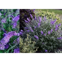 Buddleia davidii 'Alexander' - Lila virágú nyáriorgona alacsony